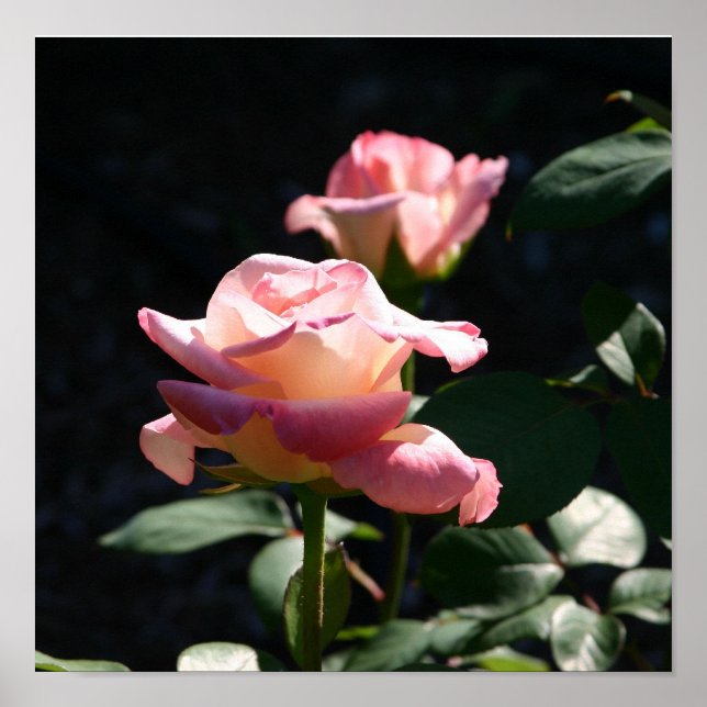 ro poster (Framsidan)