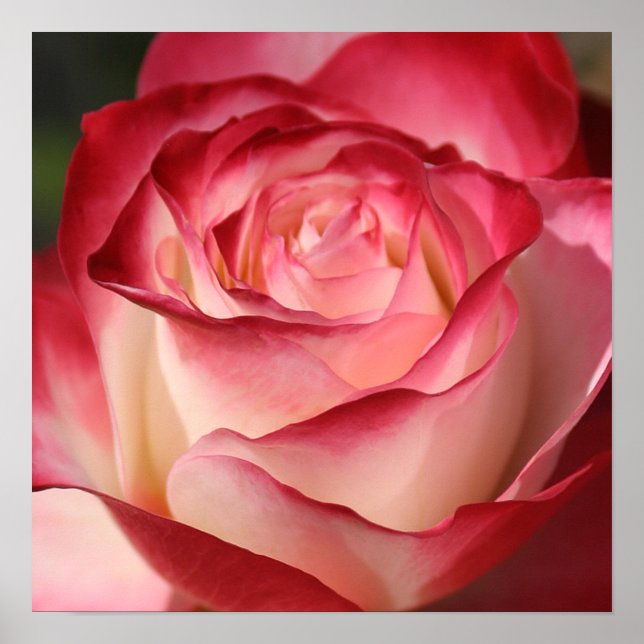 Ro Poster (Framsidan)