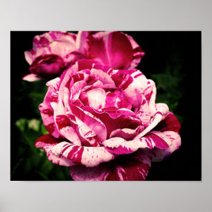 Ro Red Rosa Poster