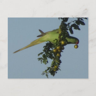 Ro-Ringed Parakeet som äter Berries DIY-vykort Vykort