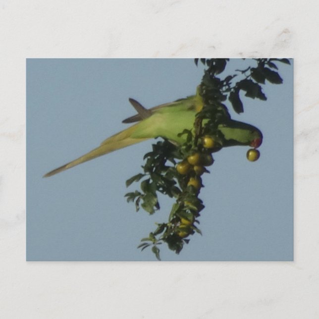 Ro-Ringed Parakeet som äter Berries DIY-vykort Vykort (Framsida)
