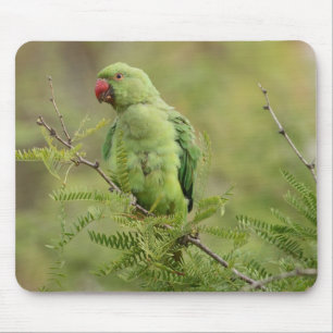 Ro-ringed parakiter musmatta