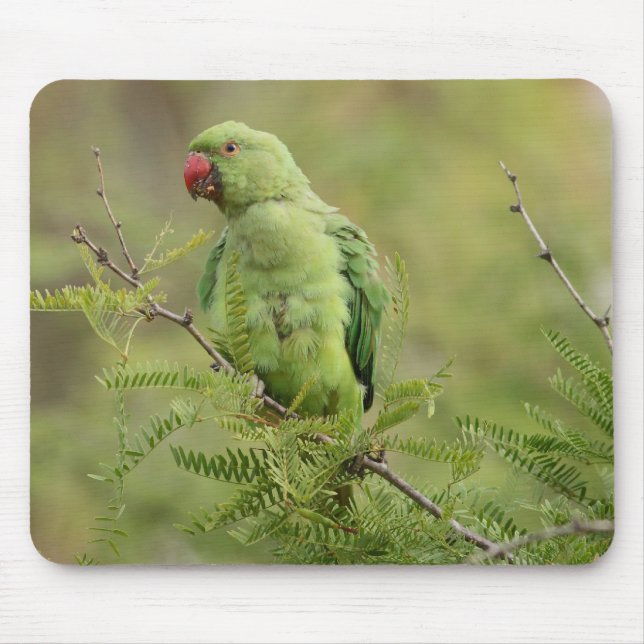 Ro-ringed parakiter musmatta (Framsidan)