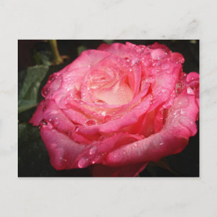 Ro rosa dränkt vykort