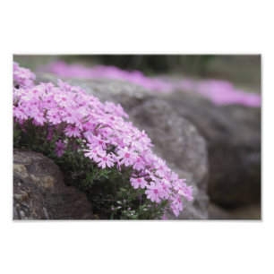 Ro Rosa/Flox Flowers Fototryck