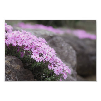 Ro Rosa/Flox Flowers Fototryck