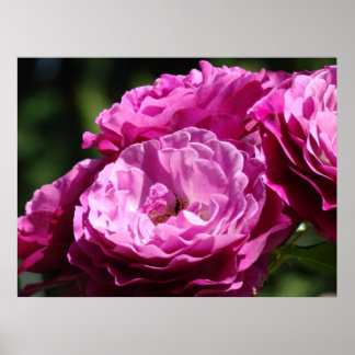 RO Rosa ros Blommor 1 Konstutskrifter Poster konst