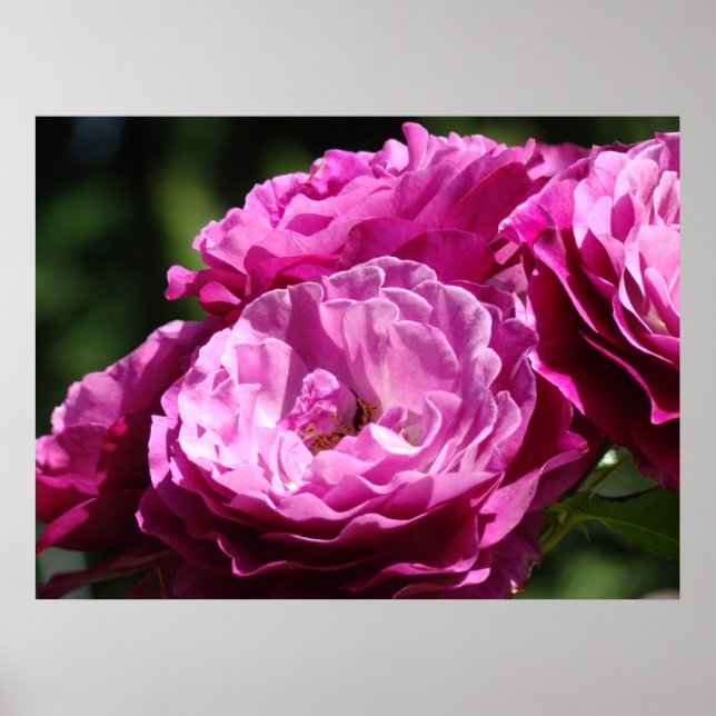 RO Rosa ros Blommor 1 Konstutskrifter Poster konst (Framsidan)