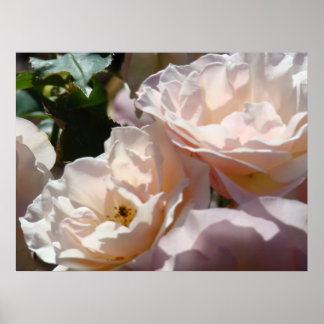 RO Rosa ros-blommor - bildutskrifter ramverk för v Poster