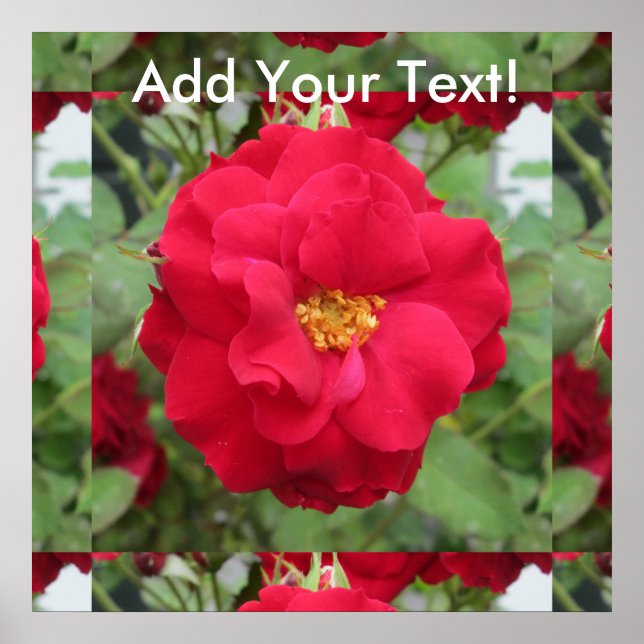 Ro Rote Blume Poster (Framsidan)