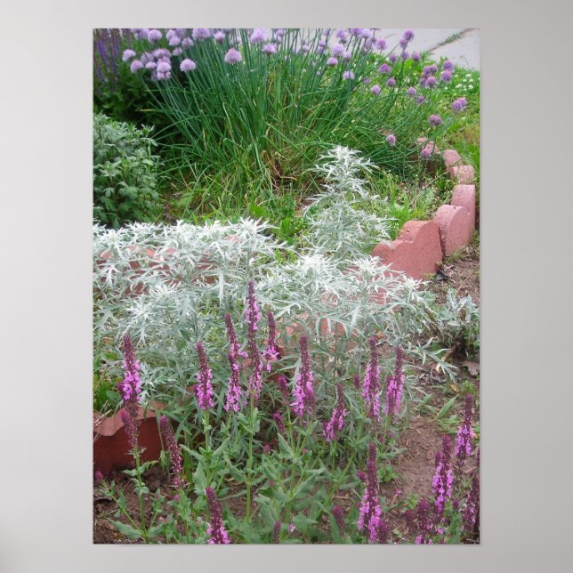 Ro salvia, artemesi och flis poster (Framsidan)