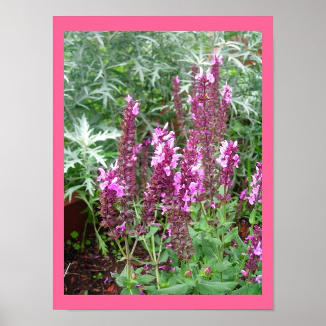 RO SALVIA OCH ARTEMESIEN POSTER (Framsidan)
