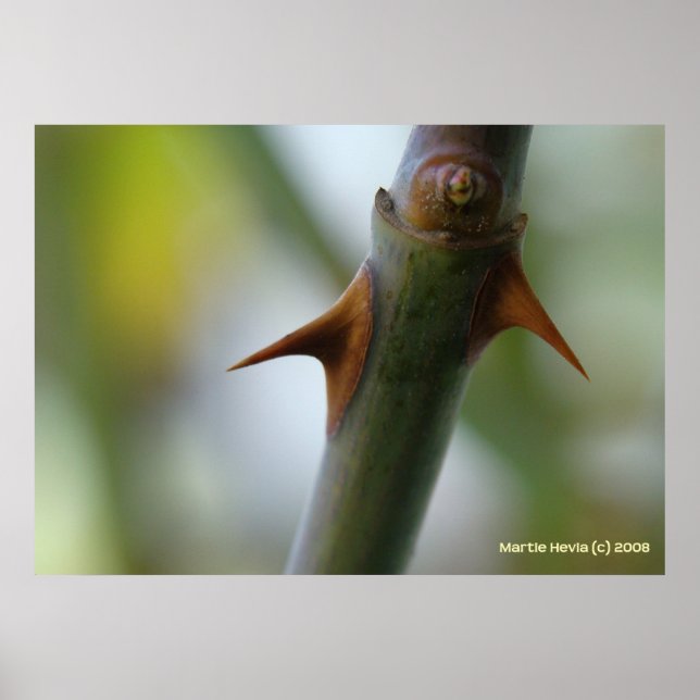 Ro Thorns Poster (Framsidan)