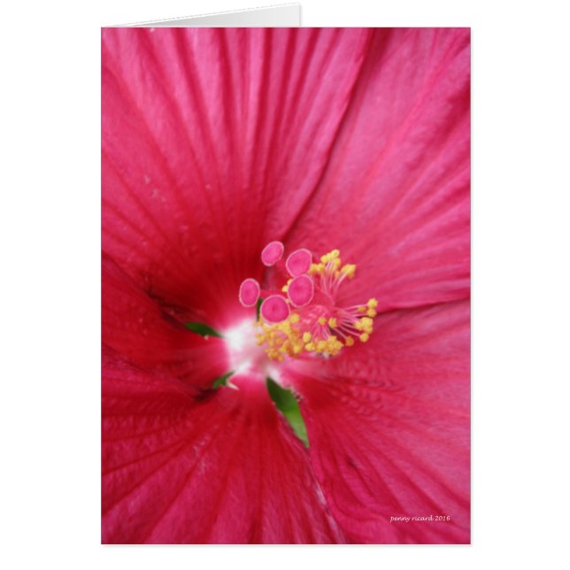 Ro vid Sharons Blommar Bush Hälsningskort (Framsidan)