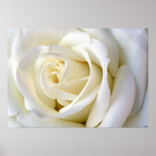 Ro White Poster