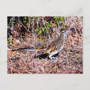 Roadrunner Bird Vykort