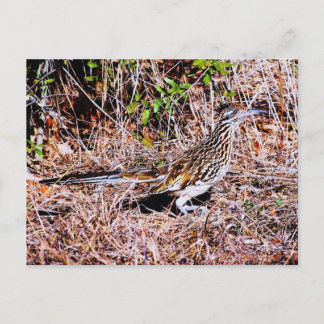 Roadrunner Bird Vykort