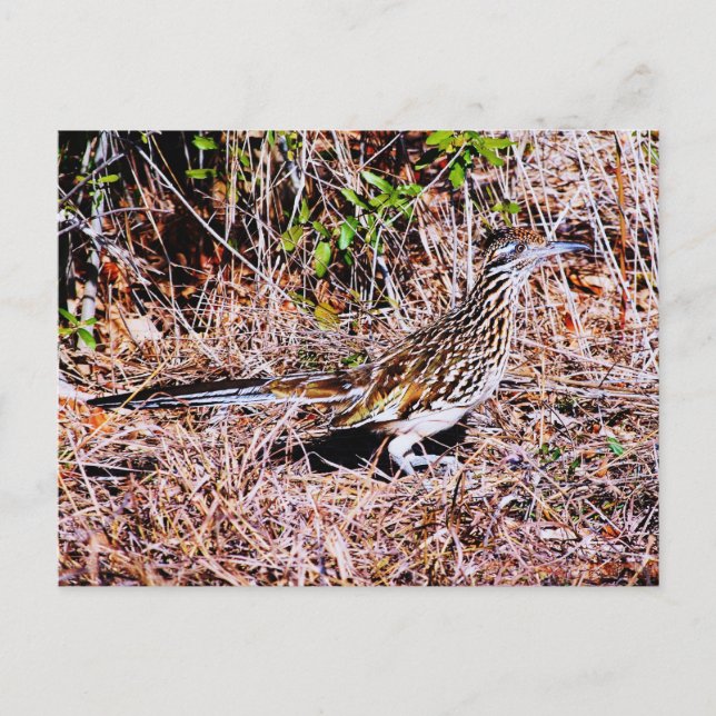 Roadrunner Bird Vykort (Framsida)