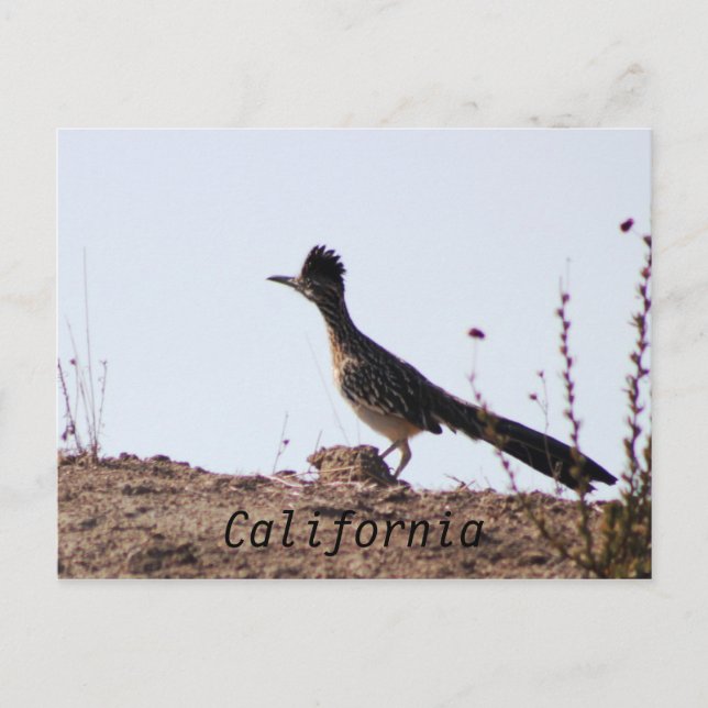 RoadRunner California-vykort Vykort (Framsida)