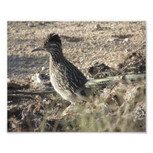 Roadrunner Fototryck