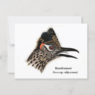 Roadrunner (Geococcyx californianus) Vykort