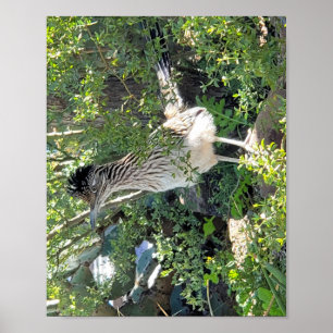 Roadrunner i Arizona Liggande Poster