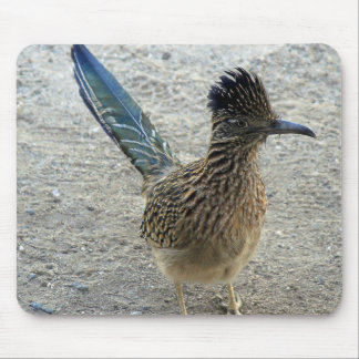 Roadrunner Musmatta