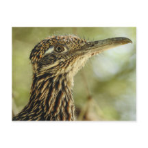 Roadrunner Postcard
