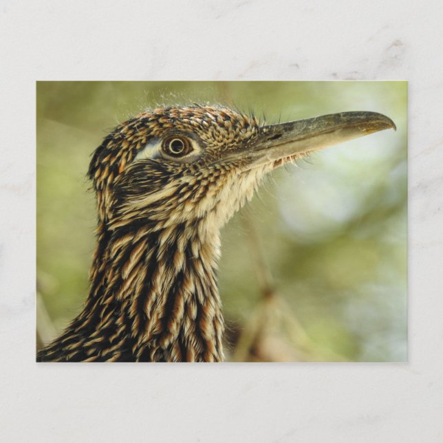 Roadrunner Postcard Vykort (Framsida)