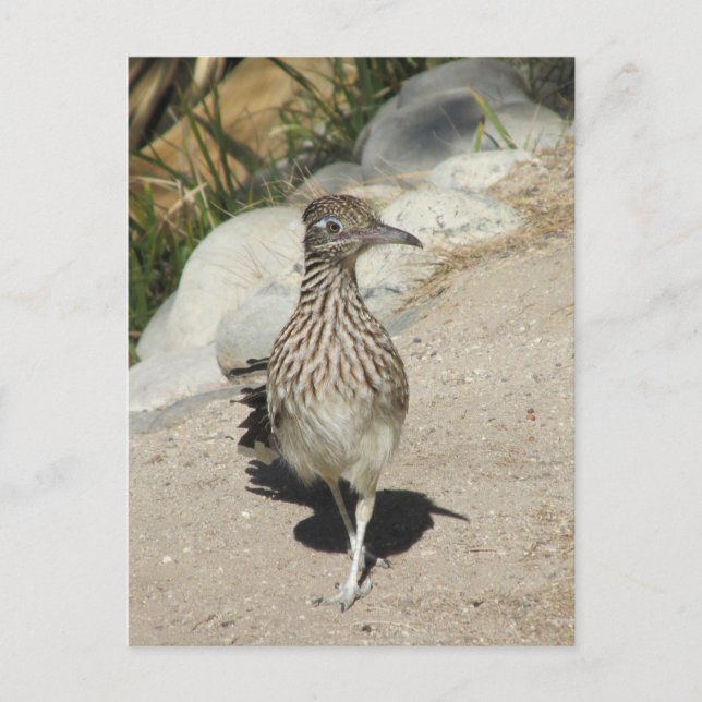 Roadrunner Postcard Vykort (Framsida)