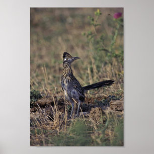 Roadrunner Poster