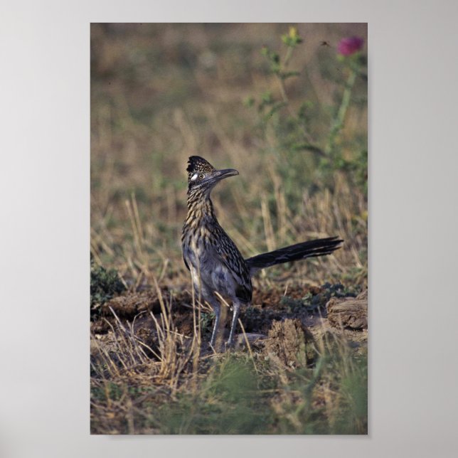 Roadrunner Poster (Framsidan)