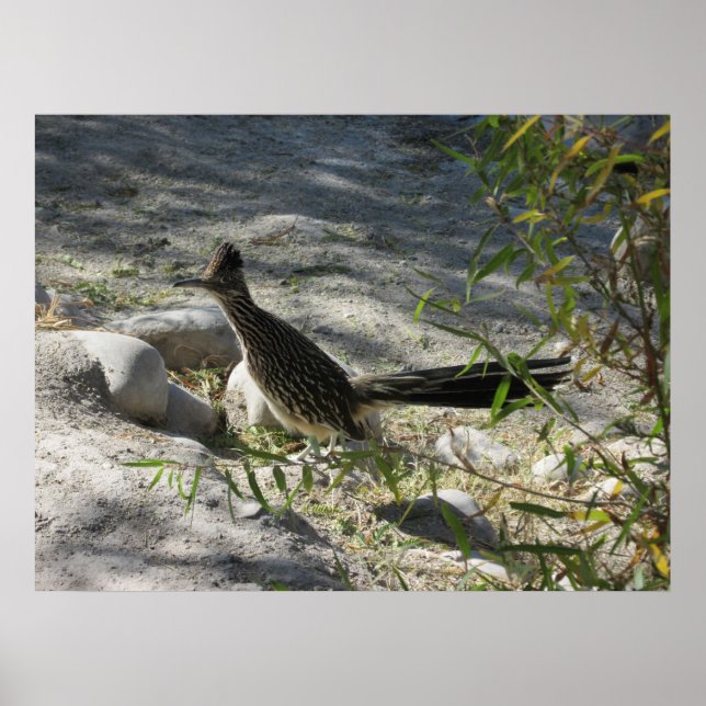 Roadrunner Poster (Framsidan)