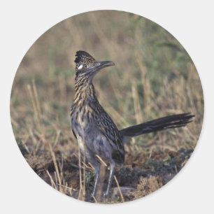 Roadrunner Runt Klistermärke
