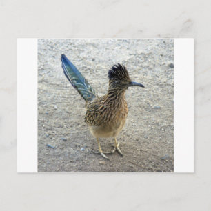 Roadrunner Vykort