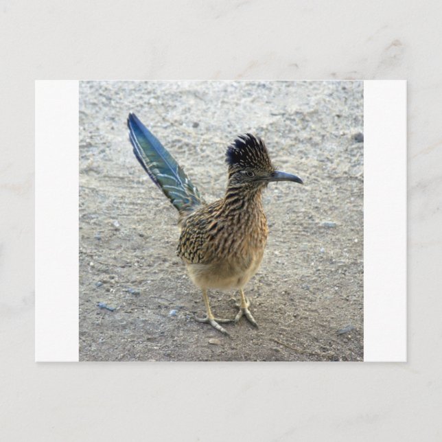Roadrunner Vykort (Framsida)