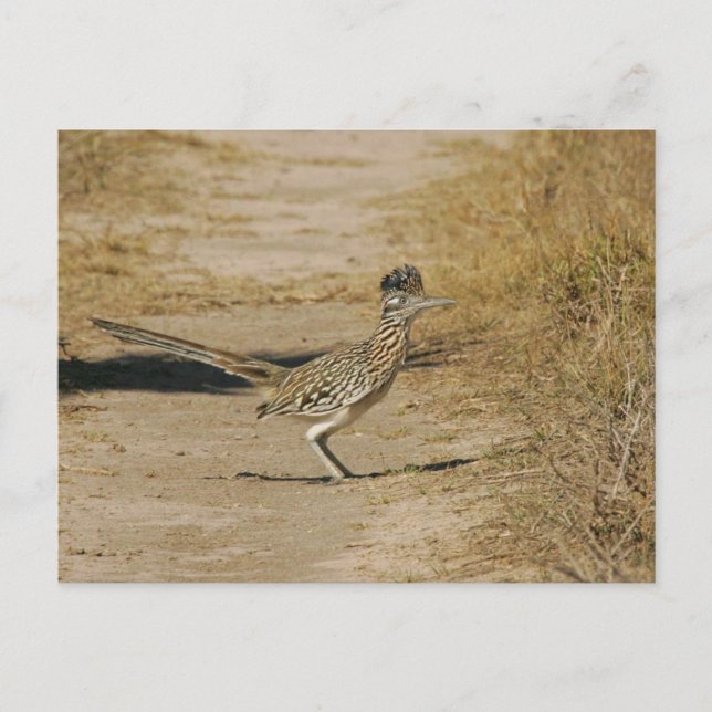 Roadrunner Vykort (Framsida)