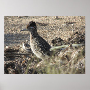 Roadrunneraffisch Poster