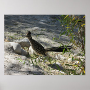 Roadrunneraffisch Poster