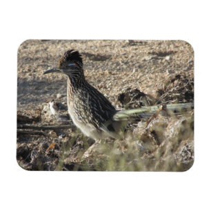 Roadrunnermagnet Magnet