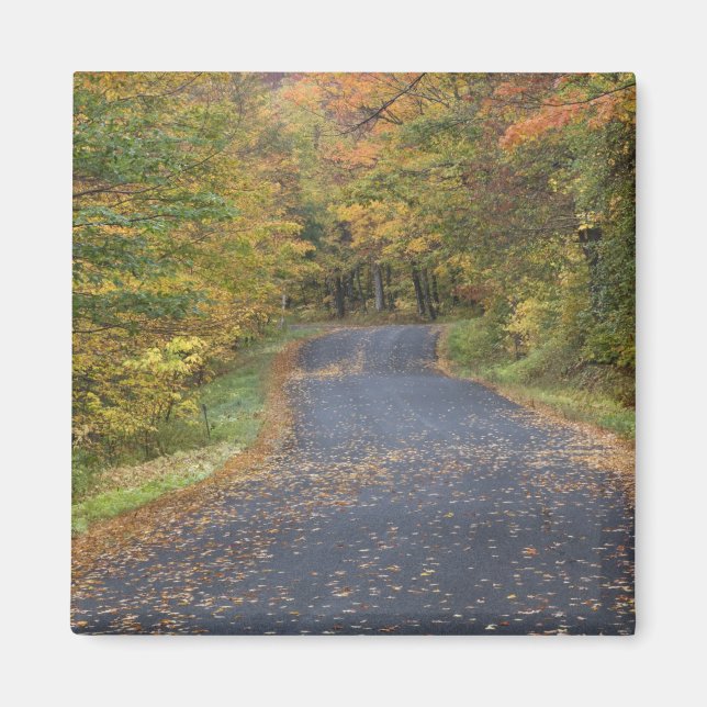 Roadside fall foliage, Southern Vermont, USA Magnet (Framsidan)