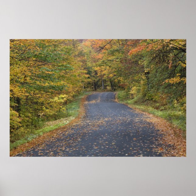 Roadside fall foliage, Southern Vermont, USA Poster (Framsidan)