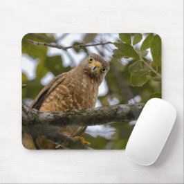 Roadside Hawk, Wildlife Avian Photography Musmatta