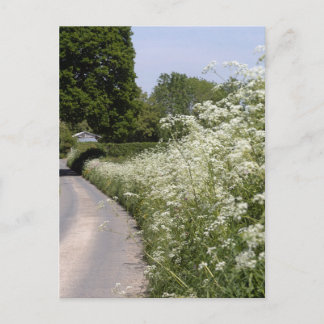 Roadside Hedgerow Herefordshire Vykort