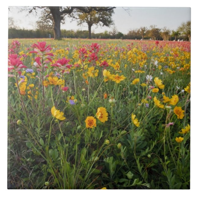 Roadside wildblommor i Texas, vår Kakelplatta (Framsidan)
