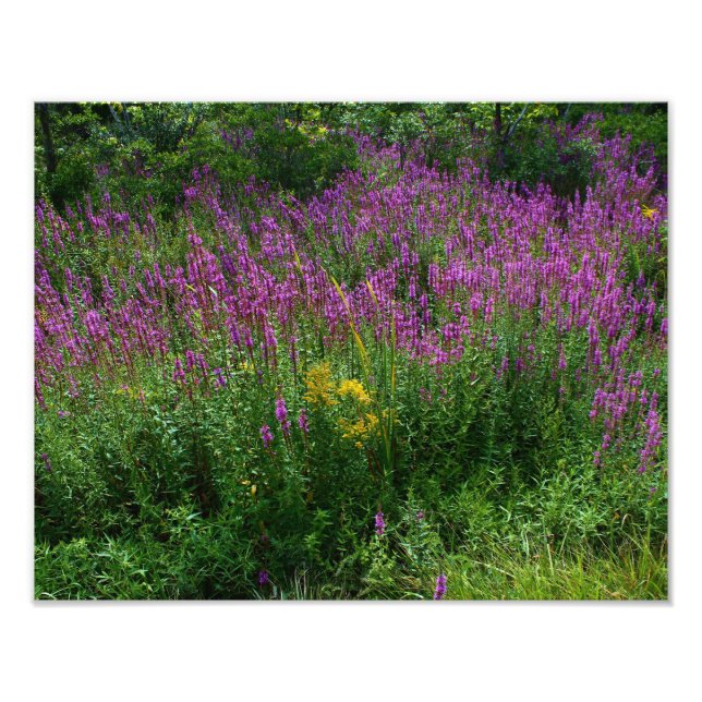 Roadside Wildblommor - Lila Loosestrife med en som Fototryck (Framsidan)