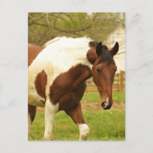 Roaming Paint Horse Postcard Vykort