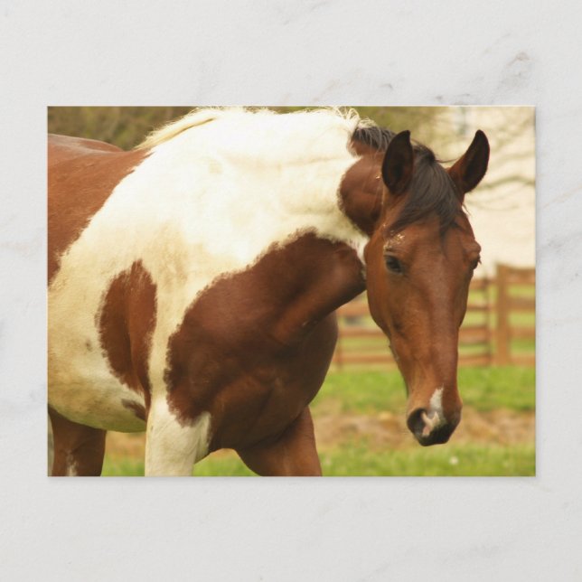 Roaming Paint Horse Postcard Vykort (Framsida)