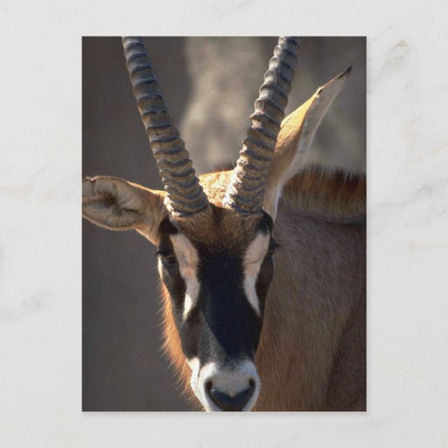 Roan Antelope Head Vykort (Framsida)