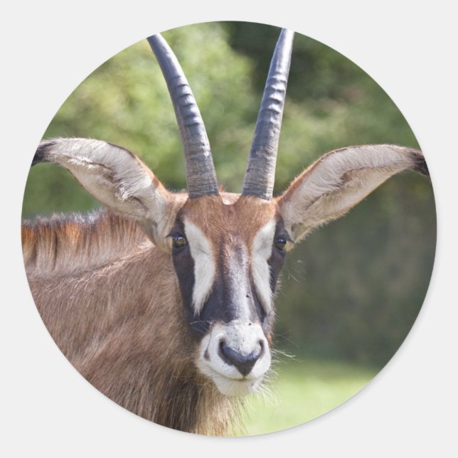 Roan Antilop Klistermärke (Framsida)